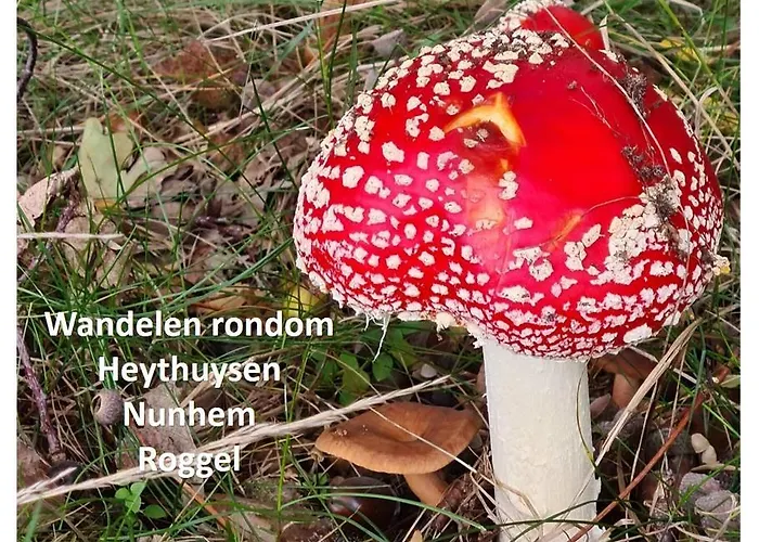 迪尼住宿加早餐旅馆 住宿加早餐酒店